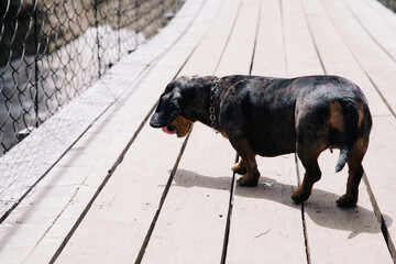 A dachshund dog walks on a wooden suspension bridge in sunny weather