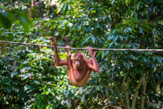 Wild orangutan in rainforest of Borneo, Malaysia. Orangutan mounkey in nature
