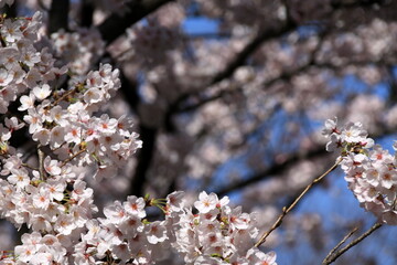 石神井川の桜