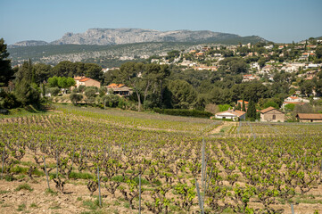 Fototapeta na wymiar Green vineyards of Cotes de Provence in spring, Cassis wine region, wine making in South of France