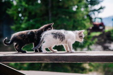 White-gray and black-red kittens play on a wooden board and learn about the world