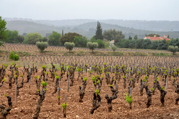 Fototapeta na wymiar Old vineyards of Cotes de Provence in spring, Bandol wine region, wine making in South of France