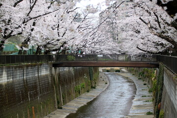 石神井川の桜