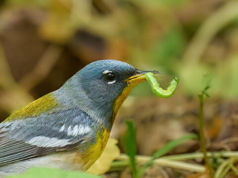 Northern parula small bird
