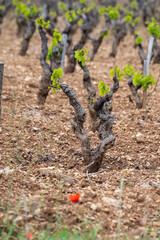 Old vineyards of Cotes de Provence in spring, Bandol wine region, wine making in South of France