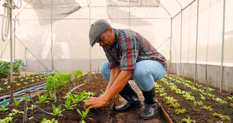 African Man gardening in the back yard garden, having fun, harvesting, Vegetable seedling in the ground, living an organic life, wearing comfortable clothes, farm working is my life.