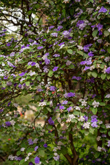 Obraz na płótnie Canvas Double color blossom of brunfelsia pauciflora tropical free with white and purple flowers