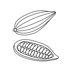 Vector illustration of a cocoa pod with beans in the doodle style isolated on a white background.