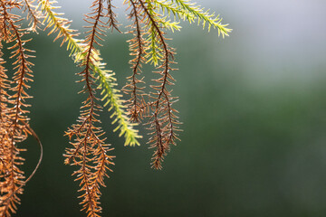close up of fern