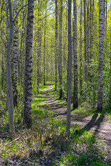 narrow path through young birch forest in springtime
