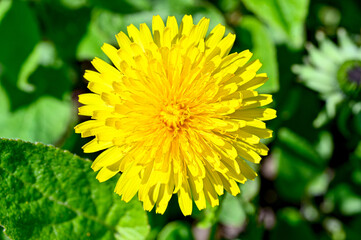 Closeup of bright yellow dandelion a sunny springday