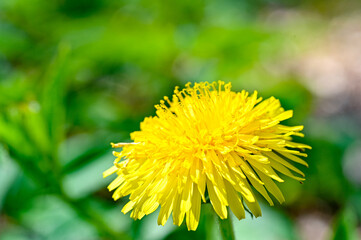 Closeup of bright yellow dandelion a sunny springday