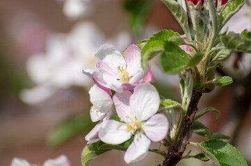 Blossom of apple tree on fruit orchard