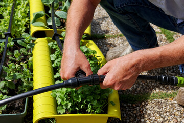 A man holding a pipe to install water dripping system in his home garden. To use Drip irrigation...