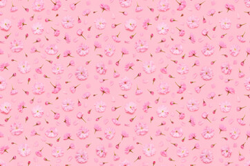 Seamless floral pattern of sakura cherry flowers buds and petals, late blooming double flowered japaneese yaezakura on pink background flat lay top view
