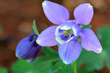 Fototapeta na wymiar オダマキの青い花