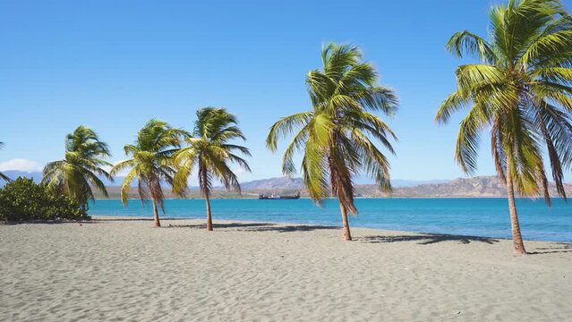 Sunny summer day on the palm beach of the Atlantic coast. Green palm trees against the blue sky and blue sea. Travel to tropical paradise. Sea beach landscape. Honeymoon on the sea peninsula.