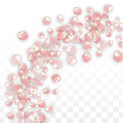 Pink Vector Realistic Petals Falling on Transparent Background.  Spring Romantic Flowers Illustration. Flying Petals. Sakura Spa Design. Blossom Confetti. Design Elements for Wedding Decoration.