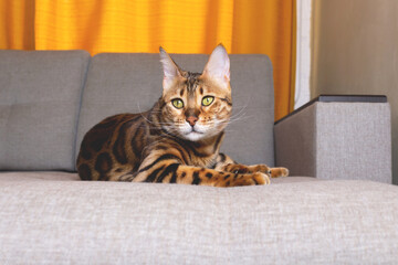 Bengal cat portrait. Lying on sofa. Close-up.