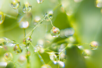 Soft smooth water drops on stems with glare, light blinks, reflections inside on blur light green...