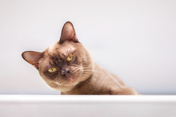 Old burmese cat sitting highly, looking down. 