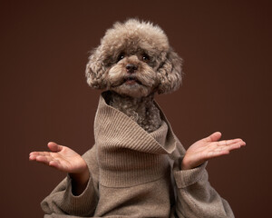 An attractive poodle dog, with a funny expression and holding hands under his chin. Conceptual...