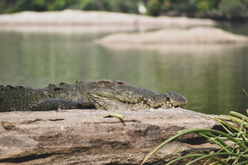Crocodile on a rock