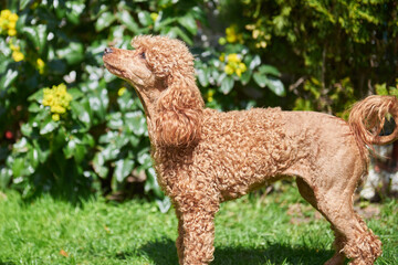 Portrait of a red poodle dog breed, the smartest dog