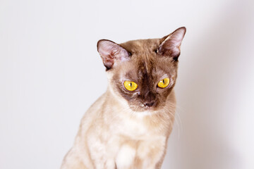 Burmese cat with yellow eyes. Close-up portrait.