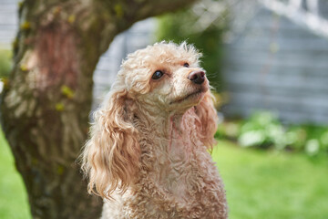 Portrait of cream-colored poodle dog