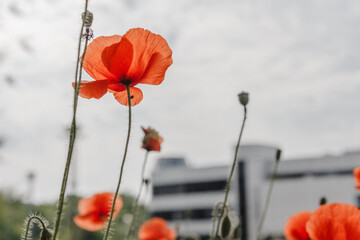 red poppy in the field