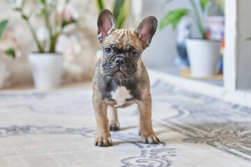 french bulldog puppy playing on the floor at home