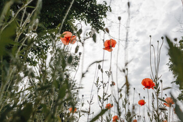 poppy field in summer