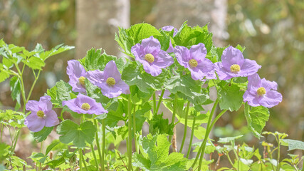 シラネアオイの群生（北海道札幌市・滝野すずらん丘陵公園） / Glaucidium...