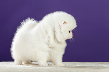 Cute Pomeranian dogside view