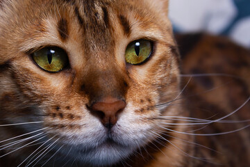 Close up portrait of beautiful bengal cat.
