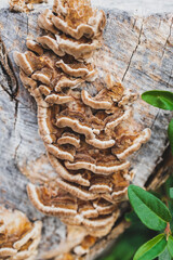 fungus or mushroom growth over dead tree stump