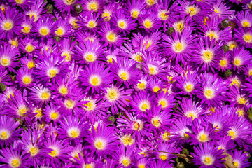 Blooming Iceplant, scientific name Delosperma, in the garden