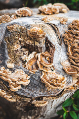 fungus or mushroom growth over dead tree stump