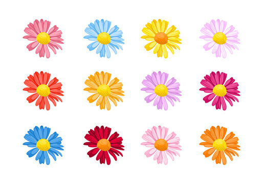 Set of daisies flowers of different colors isolated on white background. Vector illustration in cartoon flat style. Collection of floral design elements.