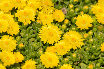 Blooming Iceplant, scientific name Delosperma, in the garden