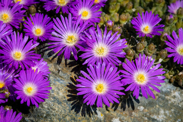Obraz premium Blooming Iceplant, scientific name Delosperma, in the garden