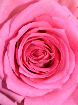 Closeup on a pink rose
