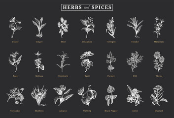 Herbs and spices, vector sketchs, design elements.