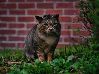 cat in the garden