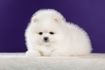 Cute Pomeranian dogside view