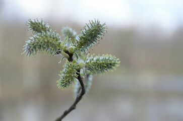 spring nature, landscape. lake and trees without foliage. Early spring