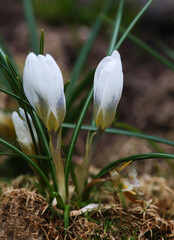 Crocus is one of the first plants to bloom in the spring in the garden