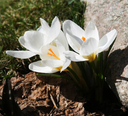 Crocus is one of the first plants to bloom in the spring in the garden