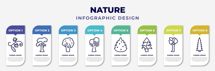 infographic template with icons and 8 options or steps. infographic for nature concept. included cucumber tree tree, slippery elm tree, black walnut black willow eastern redcedar balsam fir american - obrazy, fototapety, plakaty